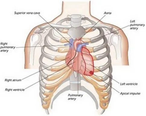 Gambar 1. letak jantung