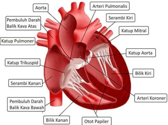 Gambar 3. Ruang-Ruang Jantung