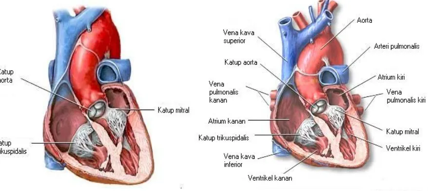 Gambar 4. Katup Jantung
