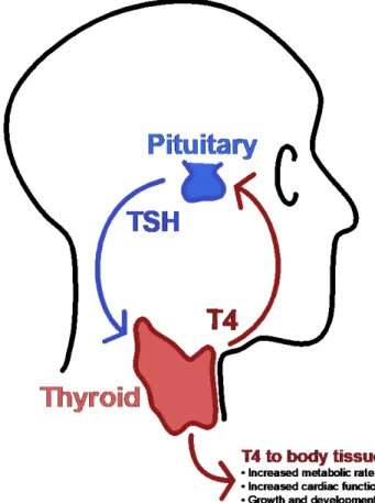 Figure 1: The pituitary-thyroid feedback loop  balances blood levels of thyroxine (T4) and thyroid  stimulating hormone (TSH)