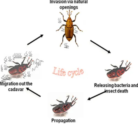 Fig. 2 Life cycle of entomopathogenic nematodes