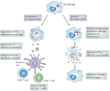 Gambar 3 : Makrofag terinfeksi mempengaruhi resistensi host pada infeksi