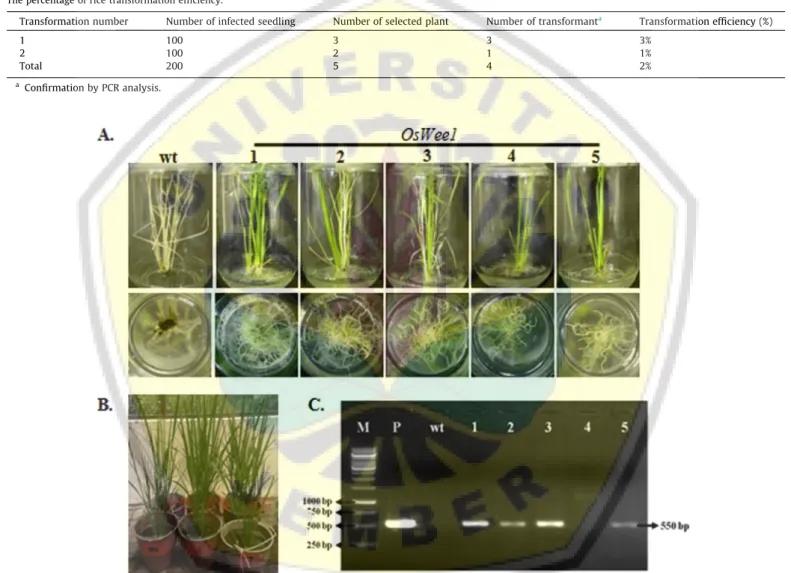 Fig. 4. Transgenic rice overexpressing of OsWee1 gene. A. Phenotypic selection of transgenic rice overexpressing OsWee1, rice planlet (upper) and root (lower) of wildtype (wt) and transgenic (lane 1–5); B