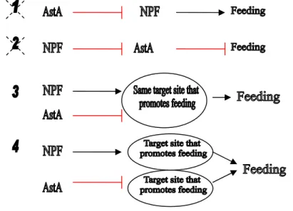 Figure 1.  Models of how NPF and AstA neurons regulate feeding behavior 