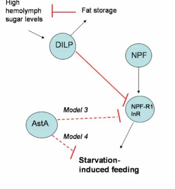 Figure 2.  Possible mechanisms by which NPF and AstA neurons regulate starvation- starvation-induced feeding behavior 