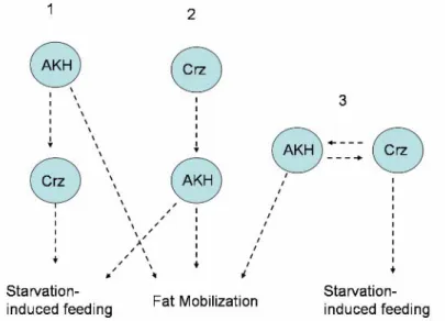 Figure 4.  Several models that explain the interactions between Crz and AKH 
