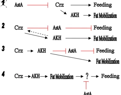 Figure 6.  There are several models to explain the interactions between Crz and AstA. 