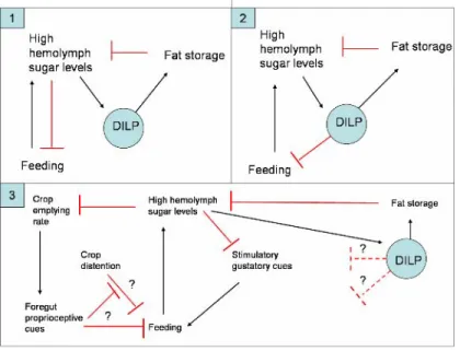 Figure 8.  Mechanisms by which feeding behavior may be regulated in unstarved flies. 