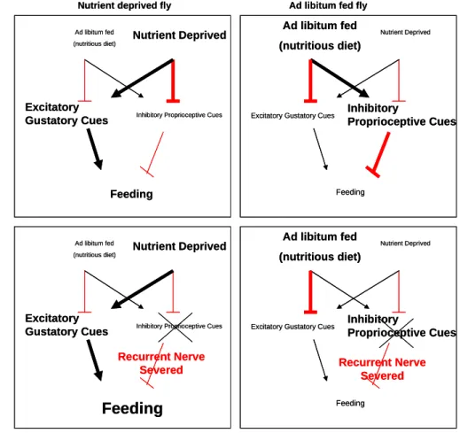 Figure 2.  A model that could explain the differential regulation of feeding in  unstarved and nutrient-deprived flies  