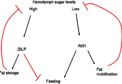 Diagram 1.  Neuropeptides regulate hemolymph sugar levels.  This model simplifies  the various interactions between nutritional state, neuromodulators, energy homeostasis,  and behavior