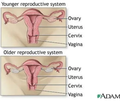 Gambar 5.  Perbedaan sistem reproduksi wanita muda dan wanita usia lanjut