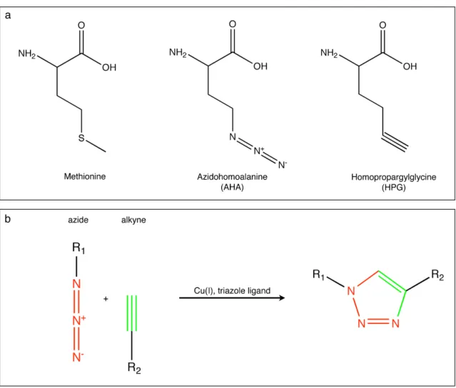 Figure 1.1. Chemical structures and ‘click chemistry’ reaction scheme 