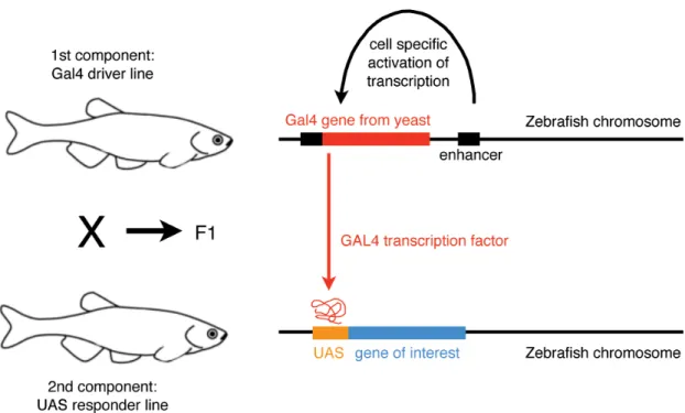 Figure 1.3. The binary Gal4-UAS gene expression system 