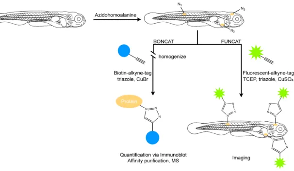 Figure  2.1.  Labeling  of  newly  synthesized  proteins  for  quantification,  affinity  purification (BONCAT) and visualization (FUNCAT) in larval zebrafish 