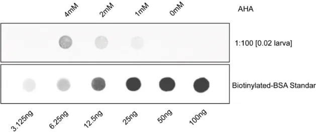 Figure 2.5. Metabolic labeling is AHA concentration-dependent.  