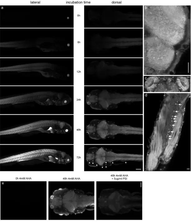 Figure  2.7.    Newly  synthesized  proteins  can  be  visualized  in  whole-mount  larval  zebrafish after in vivo labeling