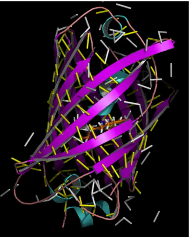 Figure 2.4: Ribbon representation of GFP, made using PyMol [45]. The β-barrel is colored purple
