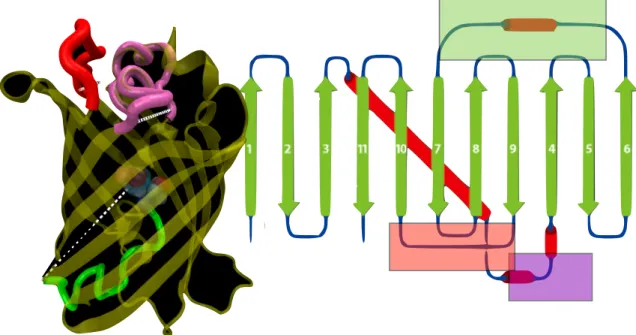 Figure 2.10: left: 3D representation of GFP, with backbone colored yellow. The three loops are colored red, purple, and green