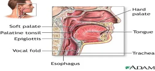 Gambar Anatomi Tenggorokan