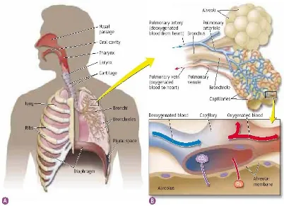 Gambar 2. Struktur paru-paru dan pertukaran gas pada alveoli