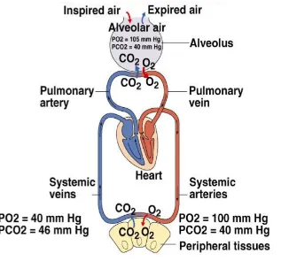 Gambar 5. Pertukaran gas antara karbondioksida dan oksigen dalam paru
