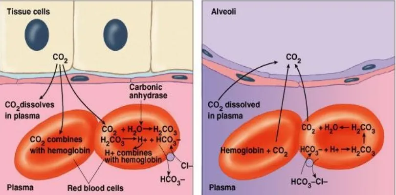 Gambar 6. Proses pertukaran karbondioksida dalam plasma dan jaringan