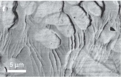 Figure 1-8. SEM micrograph showing interaction of shear bands with ductile phases [29]