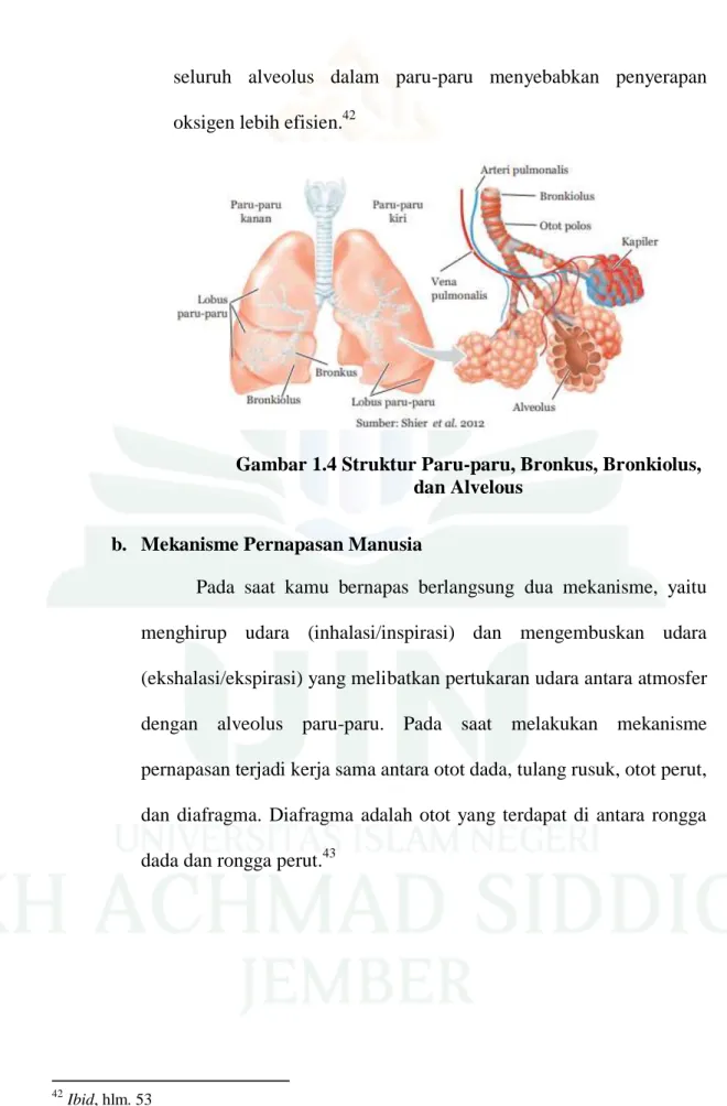 Gambar 1.4 Struktur Paru-paru, Bronkus, Bronkiolus,  dan Alvelous 