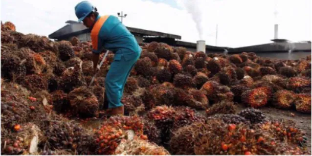 Gambar 2.2 Proses pemilihan TBS