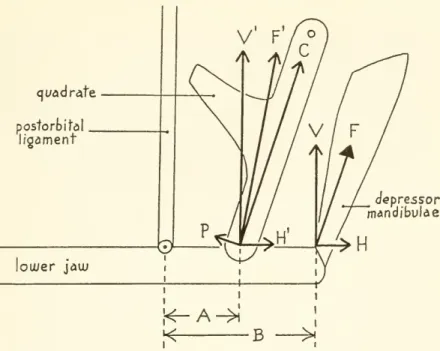 Figure 6. — Diagram of forces produced by the depressor mandibulae in a simplified sup- sup-porting system of the lower jaw