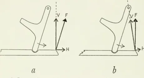 Figure 8. — Diagram of forces on the lower jaw and quadrate from the depressor mandibulae in the absence of the postorbital ligament: a, with unrestricted rotation of the lower jaw,