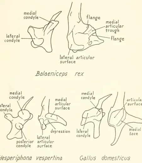 Figure 9. — Structure of jaw articulation in Balaeniceps rex, Hesperiphona vespertina, and Gallus domesticus
