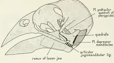Figure 1. — Structural features of the head in the evening grosbeak (Hesperiphona vespertina)