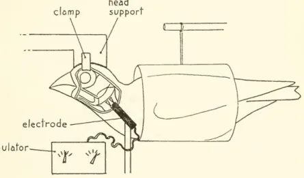 Figure 3. — Diagram of experimental setup for stimulating the depressor mandibulae muscles