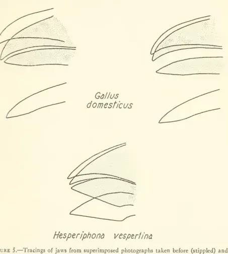 Figure 5. — Tracings of jaws from superimposed photographs taken before (stippled) and during contraction of the depressor mandibulae muscles