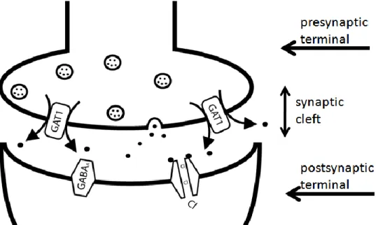 Figure 2. GAT1 can reverse transport under certain conditions, including: depolarizing  conditions or upon significant increase in the sodium or chloride concentrations in the  presynaptic terminal