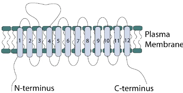 Figure 4. Schematic diagram of GAT1 membrane topology.  GAT1 contains 12 