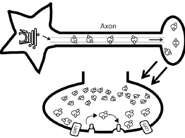 Figure 5. Schematic of GAT1 vesicle trafficking. GAT1 trafficking involves the movement  of vesicles containing GAT1 from the Golgi along the axon and into the presynaptic  terminal