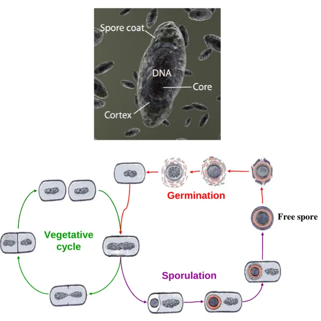 Figure 1.8.  Composition and origins of the bacterial spore.  Above:  Artists’ rendering of a typical  bacterial spore, showing spore coat, cortex, and core