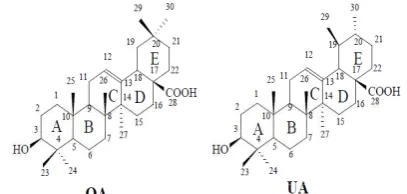 Figure 1. Chemical structure of oleanolic acid (OA) and  ursolic acid (UA)