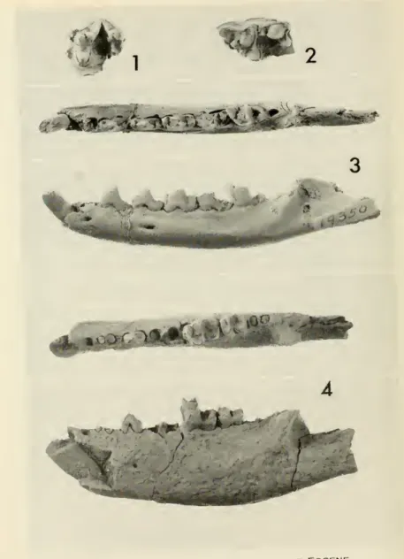 Fig. 4. J'nlpavus asnus. new ^^^'^^ '