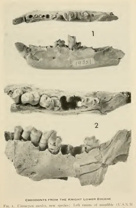 Fig. I. Uintacyon asodes, new species: Left ramus of mandible (U.S.N.M.