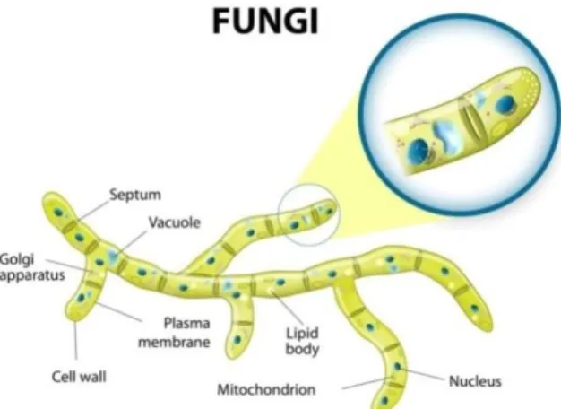 Gambar 2.3 Jamur (Fungi)  20