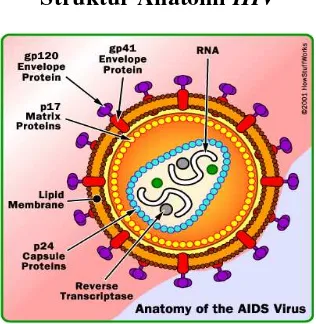 Struktur Anatomi Gambar 2.1 HIV  