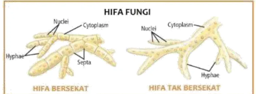 Gambar 2. Contoh hifa bersekat dan tidak bersekat pada jamur.
