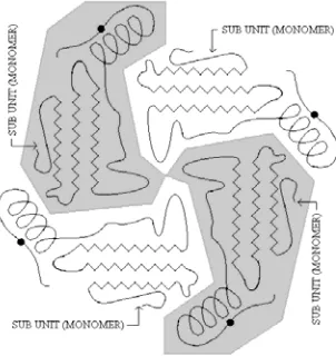 Gambar 4-8: Struktur kuarterner (tetramer) 