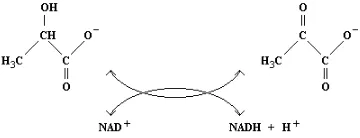 Gambar 5-1: Peranan NAD dalam reaksi oksidoreduksi  