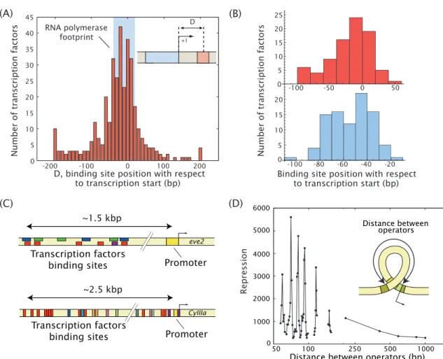 Figure 1.1: Action at a distance and combinatorial control in prokaryotes and eukaryotes