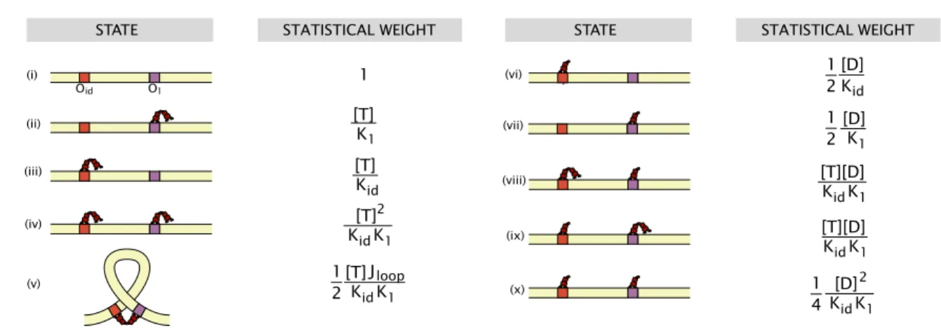 Figure 2.3: Schematized states and Boltzmann weights for a model that includes dimers