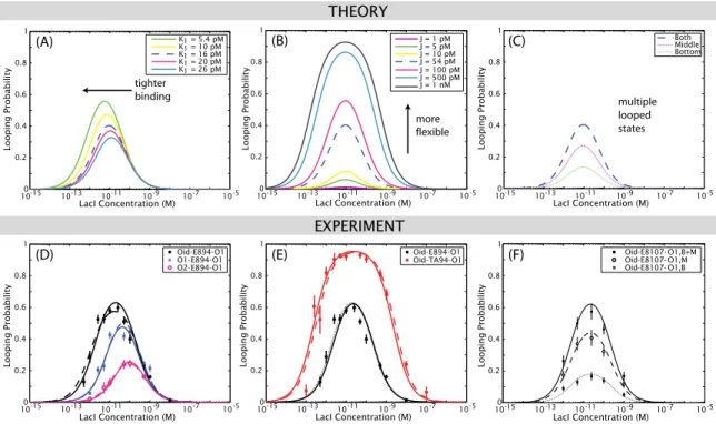 Figure 4.1: Theoretical (A–C) and experimental (D–F) results for the looping probability as a function of operator strength, loop sequence, and repressor concentration